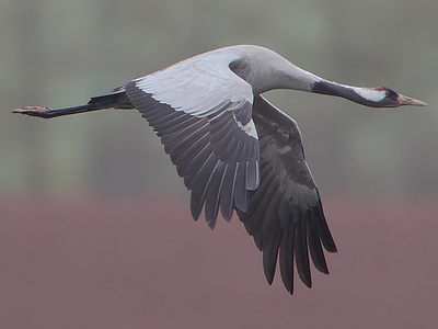 Eurasian crane