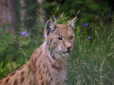 Eurasian lynx