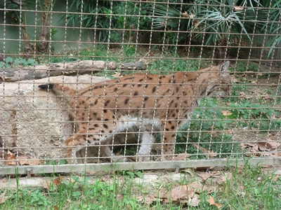 Eurasian lynx (rys ostrovid)