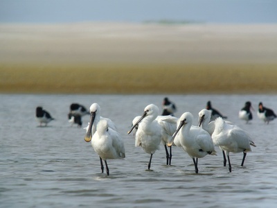 Eurasian Spoonbill
