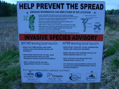 Eurasian watermilfoil