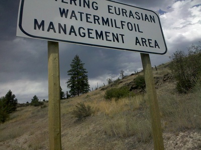Eurasian watermilfoil