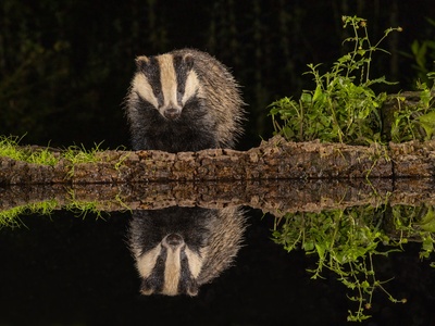 European badger