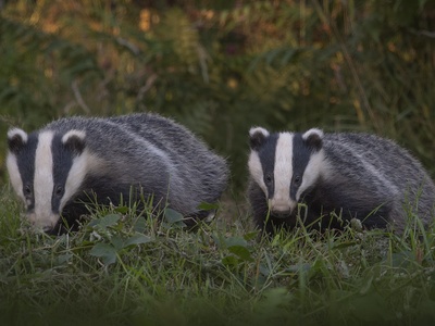 European Badger