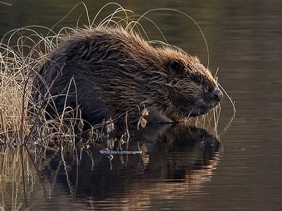 European beaver