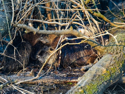 European beaver (bobr evropský)