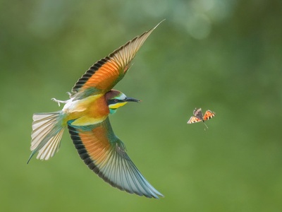 European Bee-eater