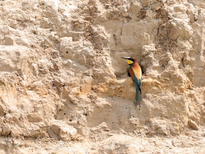 European bee-eater