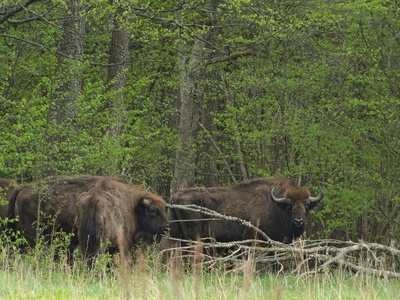 European bison