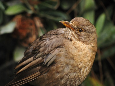 European blackbird