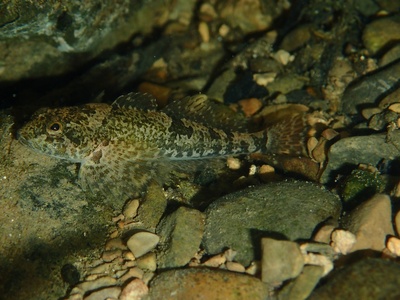 European bullhead