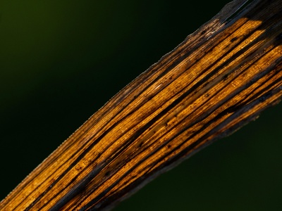 European common reed (non-native lineage)