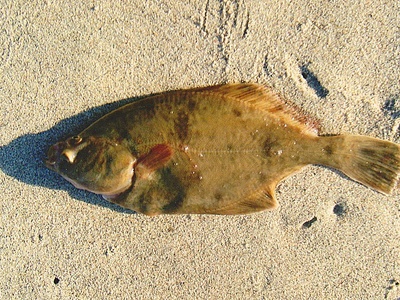 European flounder