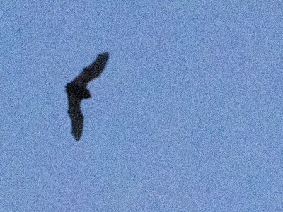European free-tailed bat