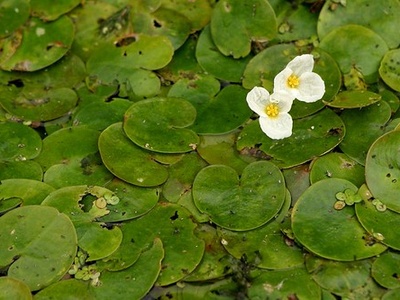 European frog-bit