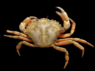 European green crab