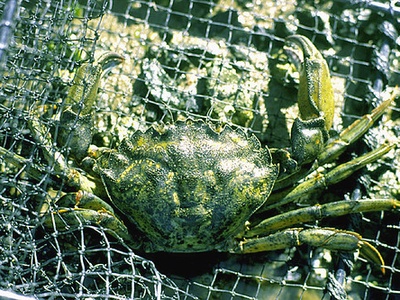 European green crab