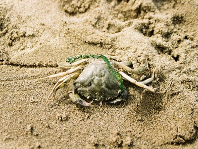 European green crab