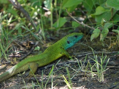 European green lizard
