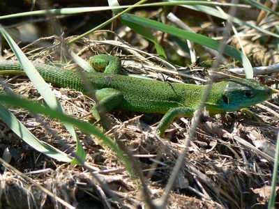European Green Lizard
