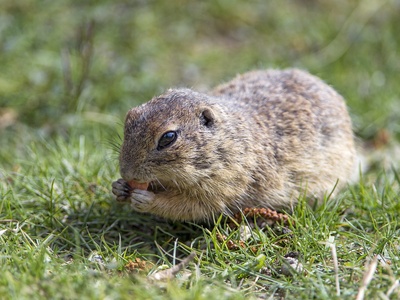 European ground squirrel
