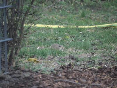 European ground squirrel (sysel obecný)
