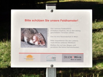 European hamster (křeček polní)