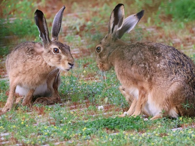 European hare