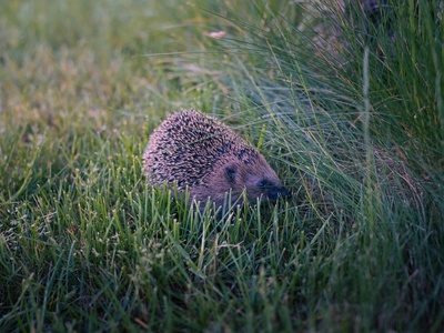 European hedgehog