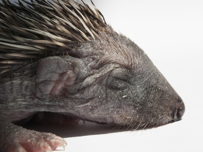 European hedgehog (ježek)