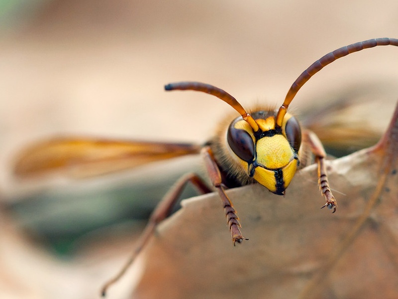 Temperate Forest Insects List - Flora Fauna Fun