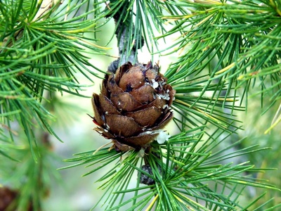 European larch