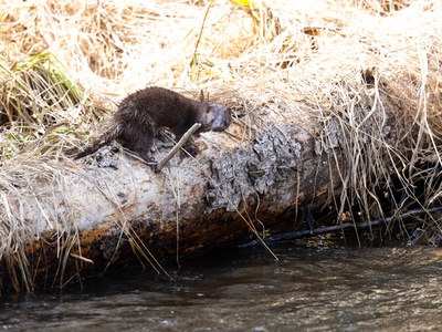 European mink (norek evropský)