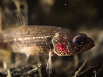 European mudminnow