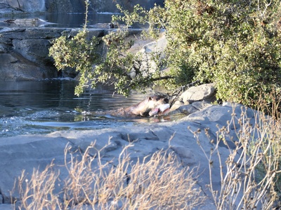 European otter (vydra říční)