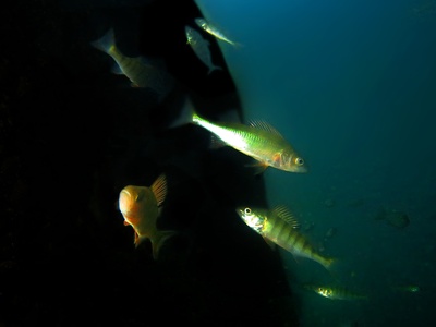 European perch
