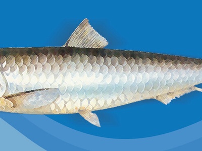 European pilchard