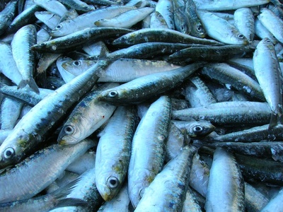 European pilchard (sardine)