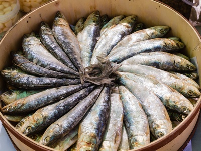 European pilchard (sardine)