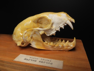 European pine marten