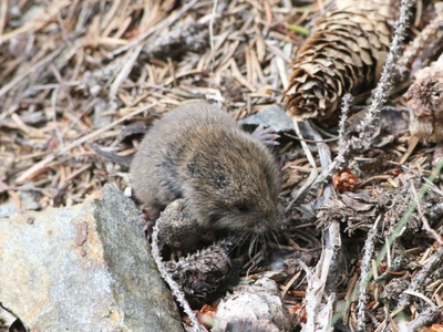 European pine vole