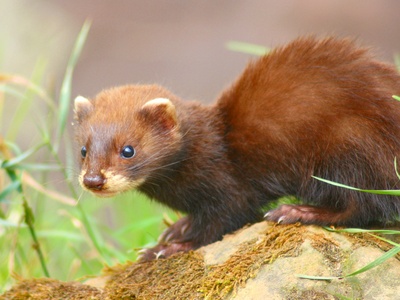 European polecat