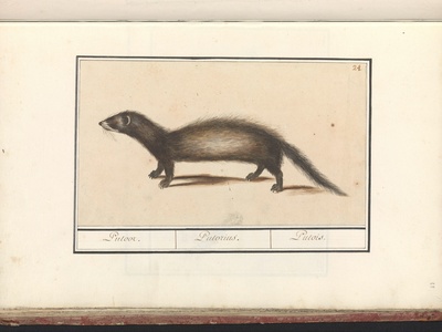 European polecat (tchoř)[Mustela putorius]