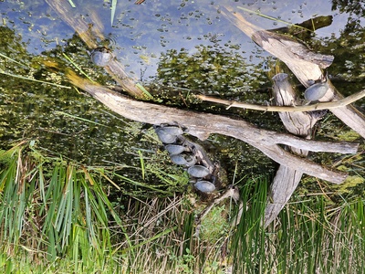European pond turtle