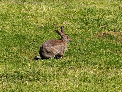 European rabbit