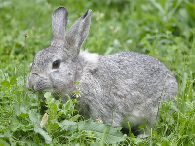 European rabbit