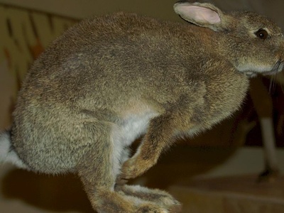 European rabbit (králík divoký)