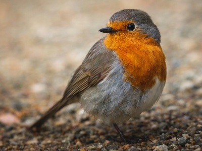 European robin