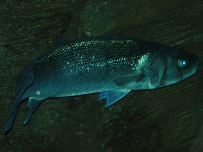 European seabass