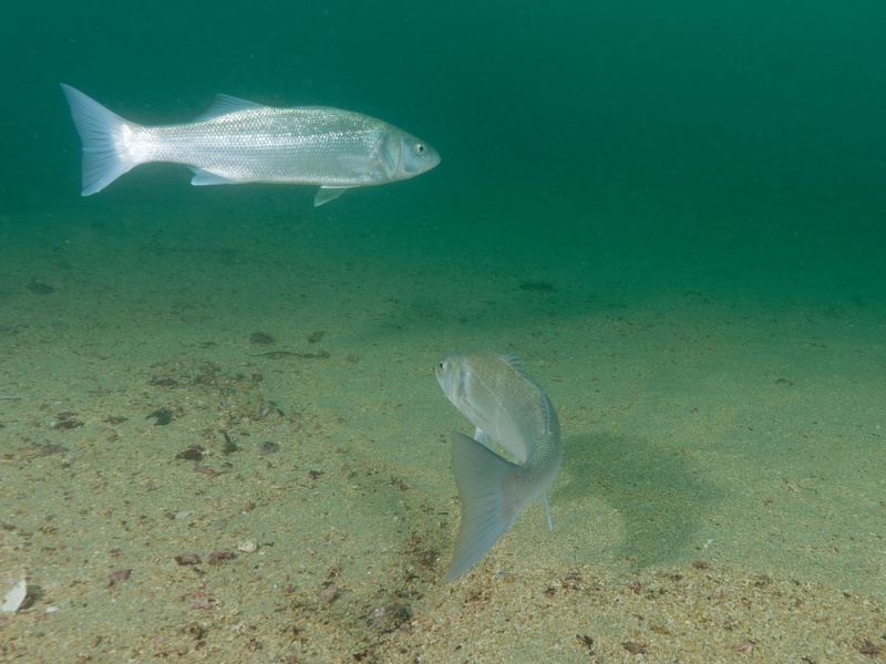 Isral Fish The Complete List of Fish of Israel - Flora Fauna Fun